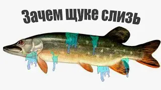 Почему Щука склизкая как Линь и какое преимущество слизь её дает?