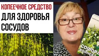 КОПЕЕЧНОЕ СРЕДСТВО ДЛЯ ЧИСТКИ И ЗДОРОВЬЯ СОСУДОВ. Софора японская волшебное средство от 100 болезней