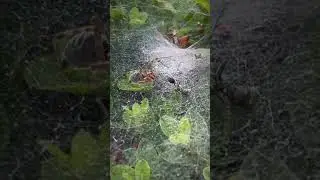 SPIDER wrestles ANT!!! 🥷🏽 