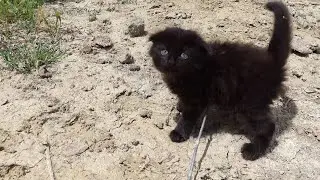 Бездомный. НИКОМУ НЕНУЖНЫЙ. Черный Котёнок. Вислоухий.