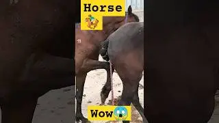 horse crossing🔥🔥😱 