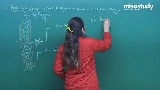 CBSE 9&10th Biology | CBSE Crash Course | Problem Solving | In English | Misostudy