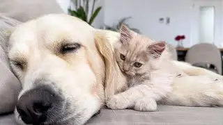 Tiny Kitten Wakes Up Golden Retriever