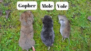 How To Identify If You Have Gophers, Moles, Or Voles Digging Up Your Yard.