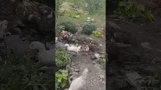 Як же гарно в селі