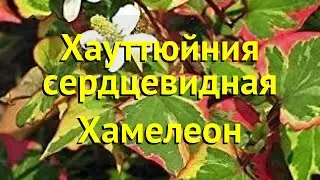 Хауттюйния сердцевидная Хамелеон. Краткий обзор, описание характеристик houttuynia cordata Chameleon