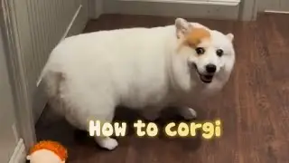 How to become Corgi