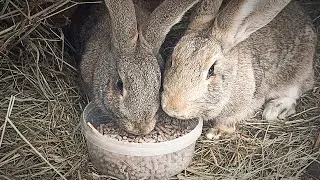 Pig feed for rabbits! [Which food is best?]