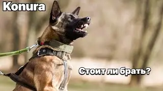 Почему не стоит заводить малинуа