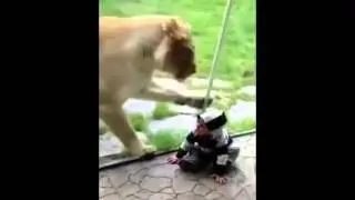 Lion vs Baby