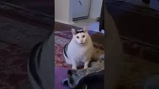 Huh cat reverse Bender chonky cat