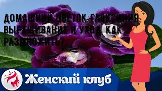 Домашний цветок Глоксиния: выращивание и уход, как размножить?