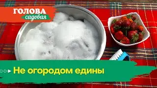 Голова садовая - Не огородом едины