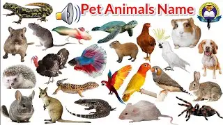 Pet Animals | Pet Animals Name With Sound | Pet Animals name list | Easy English Learning Process