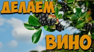 Делаем вино из черноплодной рябины. Эксклюзив. Рекомендую всем. Очень классное вино.