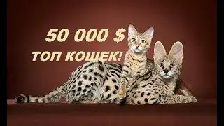 САМЫЕ ДОРОГИЕ КОШКИ!10 САМЫХ ДОРОГИХ ПОРОД КОШЕК.САМЫЕ ДОРОГИЕ, РЕДКИЕ И ШИКАРНЫЕ КОШКИ В МИРЕ!