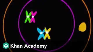 Meiosis I | Cell Cycle and Cell Division | Biology | Khan Academy