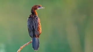 Lightroom CC Tutorial | Bird Photography Photo Editing Color Grading