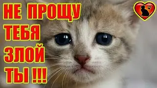 Как Лучше Помириться с Кошкой, Если Она Обижена на Вас?!