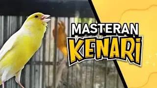 MASTERAN KENARI DURASI PANJANG