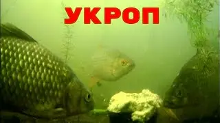 Свежий Укроп ТВОРИТ ЧУДЕСА! Супер насадка на ВСЮ мирную рыбу! Подводная съемка