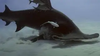 Hammerhead vs. Stingray