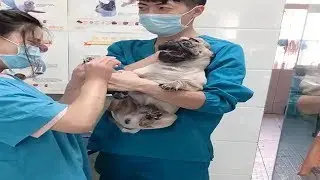 Dramatic Pug Dog Scream at Vet while Getting Nails Clipped