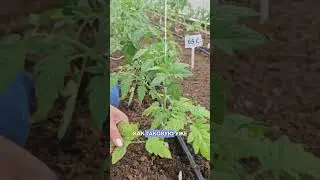 ФИОЛЕТОВЫЕ листья у томатов после посадки в грунт. Что делать?