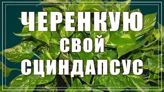 Сциндапсус (Эпипремнум). Размножение черенком и пересадка.