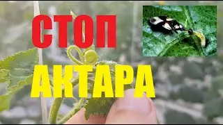 Актара убивает Ориуса. Мониторинг огурца лето 2020.