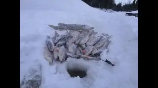 ХОТЕЛИ ПОЙМАТЬ НА ЖАРЕХУ И УХУ,А НАЛОВИЛИ ЕЩЕ И НА ЗАСОЛКУ.ТАЁЖНАЯ РЕКА РАЗДАЕТ.