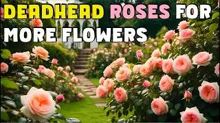 DEADHEAD roses for more flowers, which roses repeat flower & how to prolong flowering period.