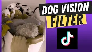 How to do the Dog Vision Filter on TikTok