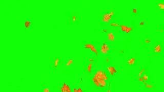 Leaves falling Green Screen