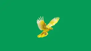 Yellow pigeon flying green screen video | Green screen pigeon video