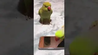 Ringneck Talking Parrot Whistling Remix 🎶🤩 