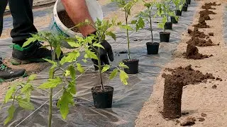 How To Plant Tomatoes For a Large and Tasty Yield. Secrets of Growing Tomatoes!