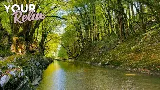 Gentle sounds of a mountain river without music and birdsong. White noise for relaxation and sleep.