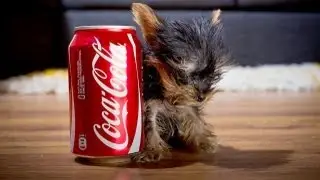 The World's Smallest Dog: Tiny Dog Terrier