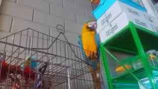 ВИДЕО ДЛЯ КОШЕК НОВЫЙ КАНАЛ ДЛЯ КОТОВ И СОБАК ПОПУГАЙ АРА 🐈🐭🐶🐱🐕🐹🐇🐀Videos for Cats To Watch