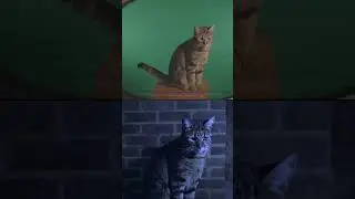Halloween animal transformation! 🎃 