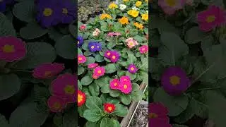 Порадуйте любимых живыми цветами! Примула и гвоздика уже в продаже. Кустодиева, 24.