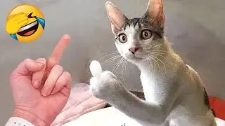 Funniest Animals 😂 Funny Cats and Dogs 2023 😺🐶 Part 18