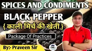 Black Pepper || काली मिर्च की खेती || ICAR - JRF || By :- Praveen Sir