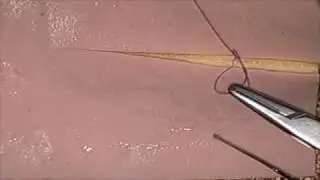 Synthetic Tissue: Subcuticular Suturing