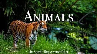 Animals Of The World 4K - Scenic Wildlife Film With Calming Music