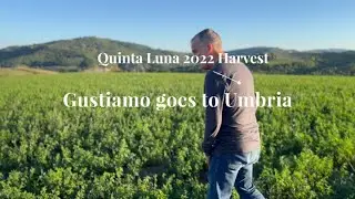 Gustiamo goes to Umbria: Scott Stebbins