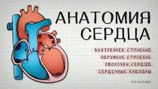 Анатомия сердца