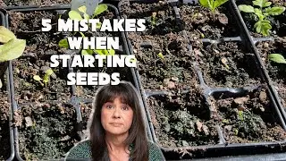 Common Mistakes To Avoid When Starting Plants From Seed