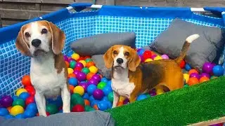 TURN YOUR POOL INTO A BALL PIT AFTER SUMMER | Beagle Universe | Funny Dogs Louie and Marie